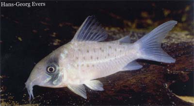 Corydoras sp. C97